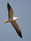 1cy fuscus in August, ringed in Finland. (81365 bytes)